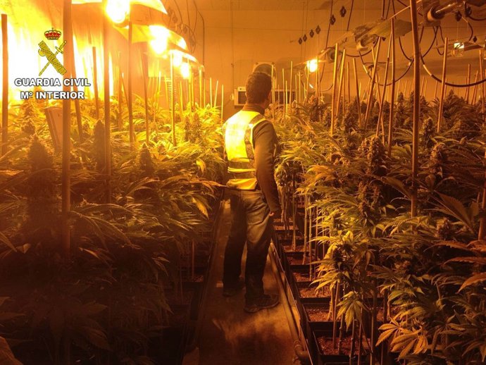 Plantación de marihuana en Granada