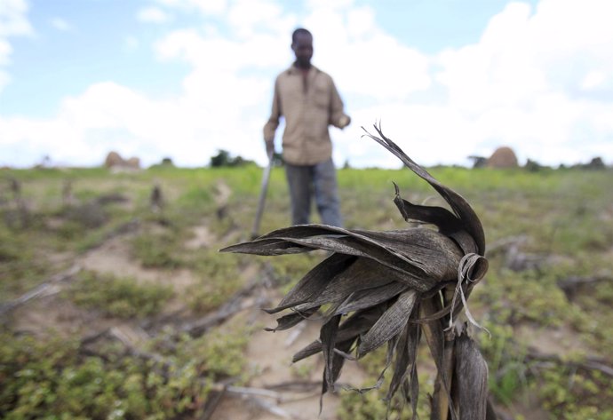 Un hombre en Zimbabue camina por un cultivo seco de maíz, afectado por la sequía