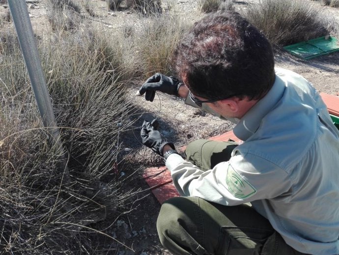 Lazo de caza intervenido
