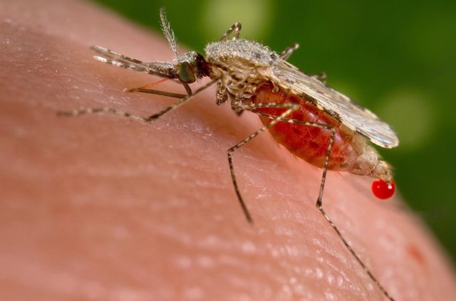 Malaria, mosquito