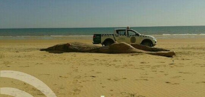 Ballena encontrada muerta en Doñana.