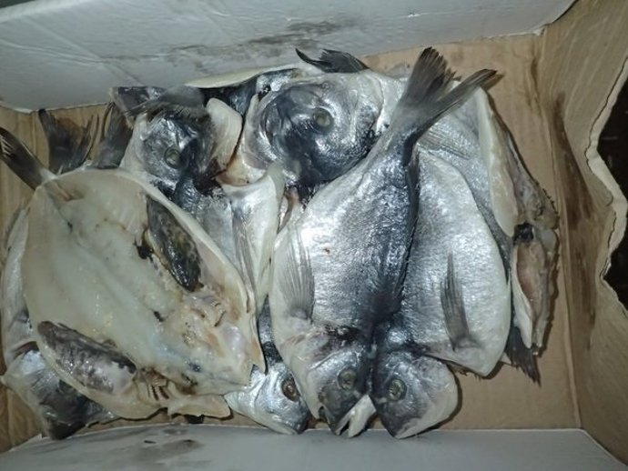 Imagen del pescado mal almacenado del restaurante