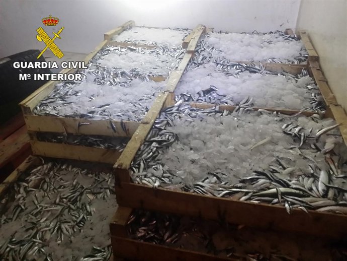 Intervienen 500 kg de pescado sin control sanitario en el puerto de Barcelona