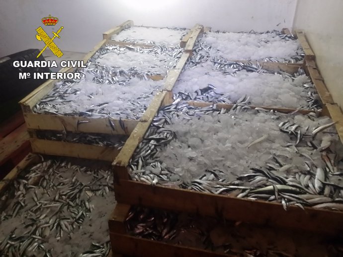 Intervienen 500 kg de pescado sin control sanitario en el puerto de Barcelona