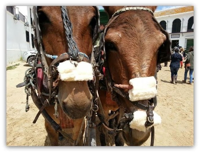 Cuidados a equinos en El Rocío.