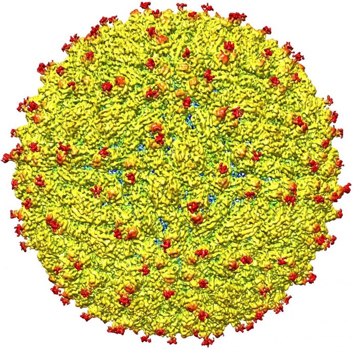 Virus Zika