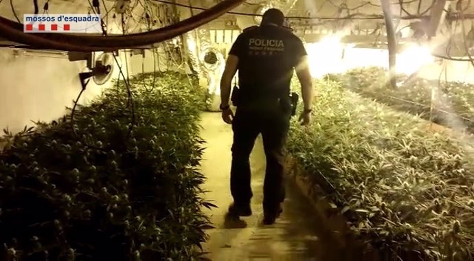 Los Mossos incautan casi 2.000 plantas de marihuana
