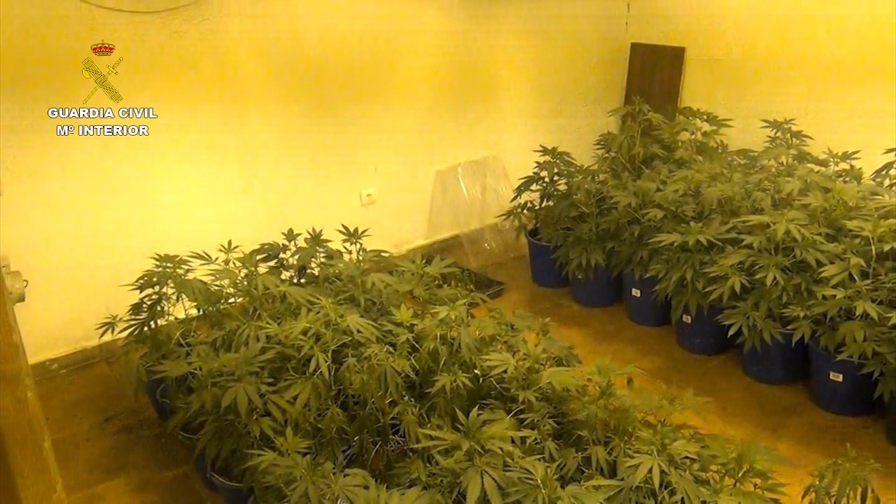 Parte de las plantas incautadas en Doñinos de Salamanca