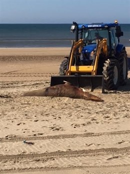 Ballena muerta hallada en Nueva Umbría, en Lepe (Huelva).