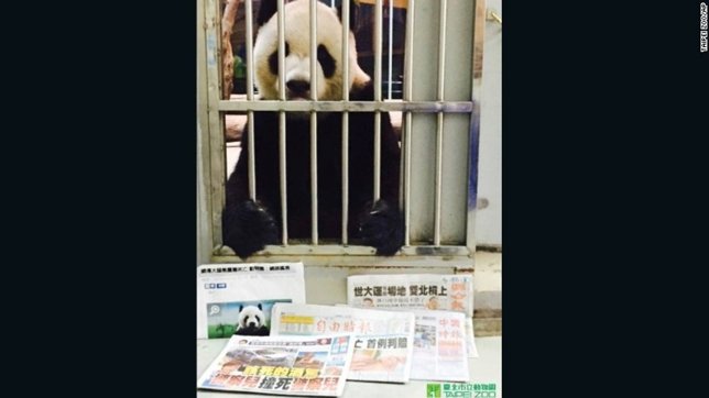 Desmienten que el panda Tuan Tuan haya fallecido