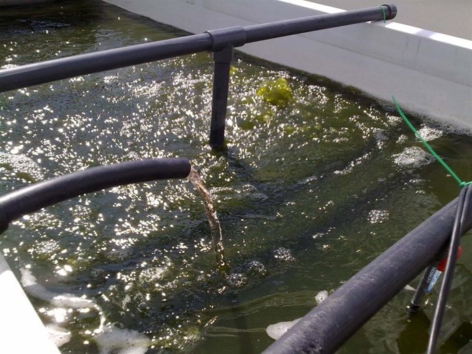 Los purines de granjas porcinas, fuente de alimento en el cultivo de microalgas