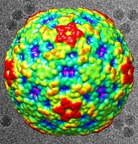 ¿Qué es el enterovirus?