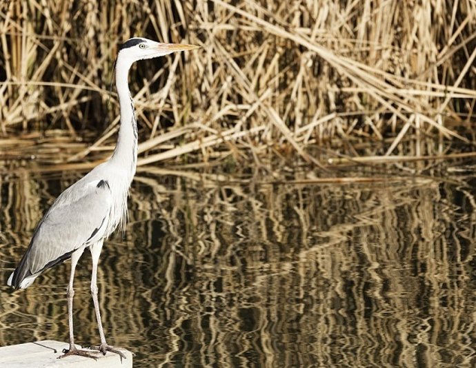 NP Celebración Día Europeo De La Red Natura