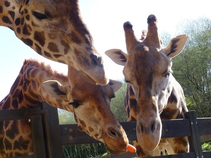 Jirafas en Cabárceno