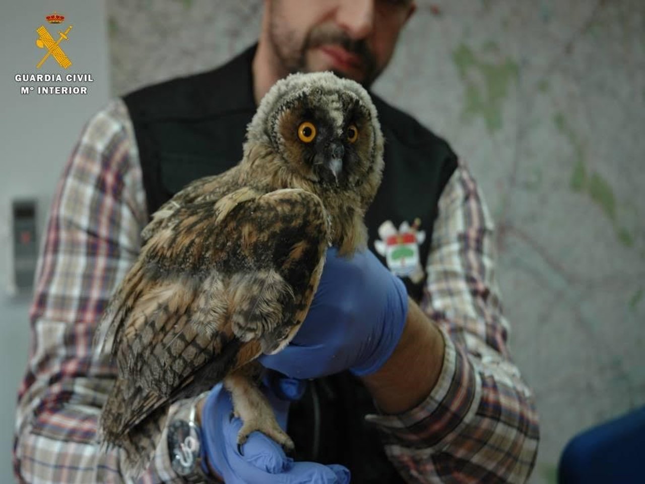 Ejemplar de búho chico recuperado