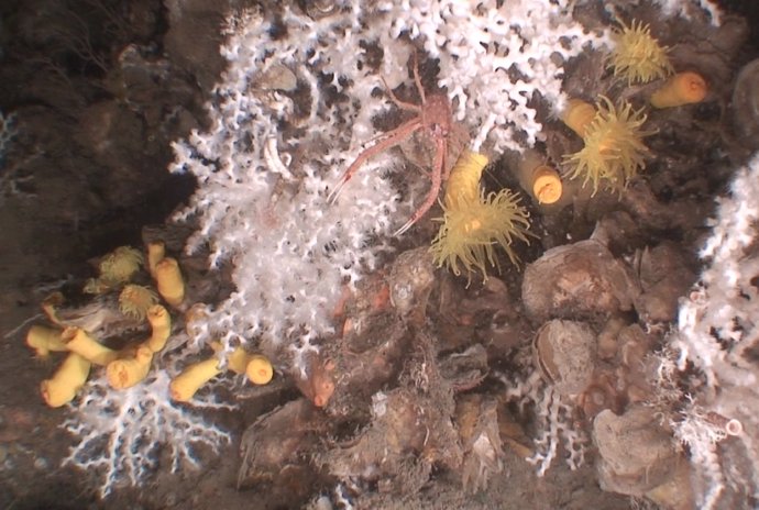 Comunidades de corales en el cañón submarino de Palamós