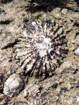 1,6 Millones Para Un Proyecto Sobre Conservación De Un Molusco Marino En Peligro