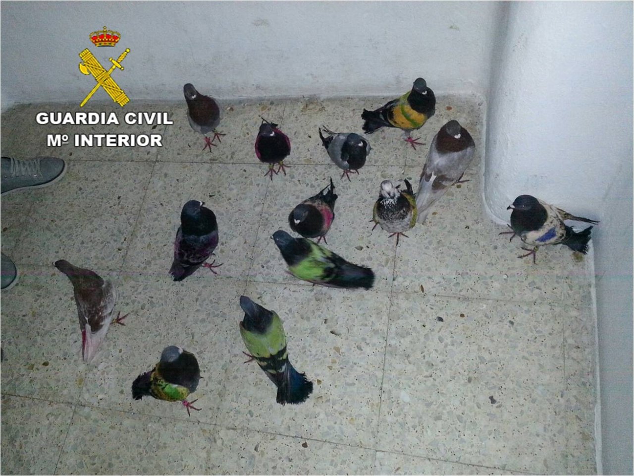 Aves recuperadas por los agentes