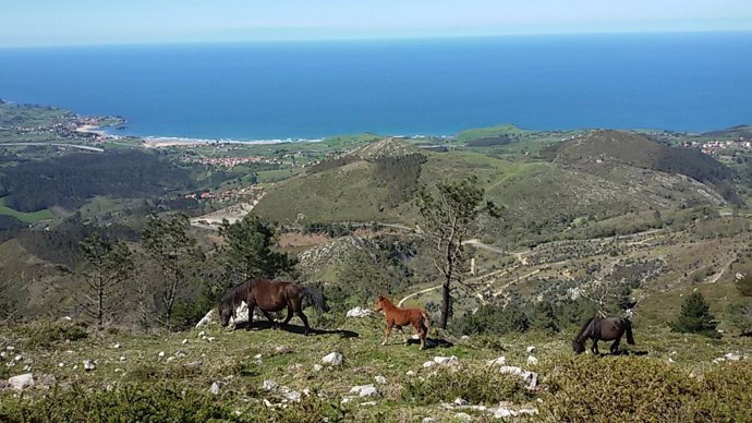 Asturcones, caballos, Asturias, turismo, montaña, mar,