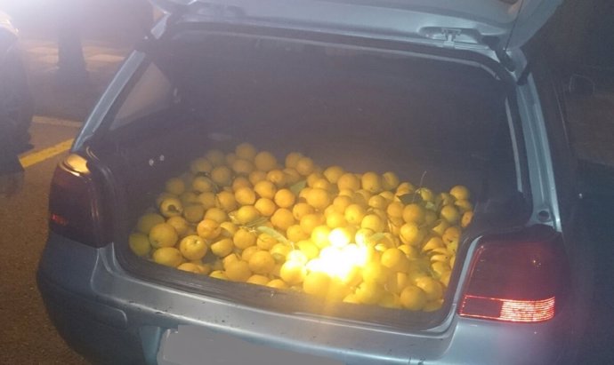 Naranjas recuperadas por la Guardia Civil