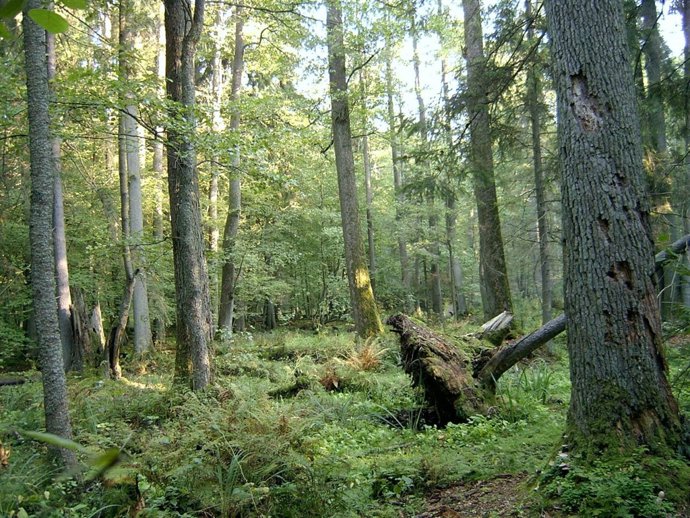 Bosque de Białowieża, en Polonia