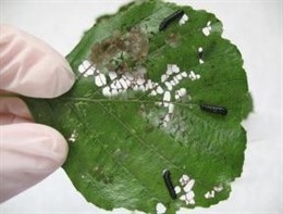 Actividades de investigación del CIFA