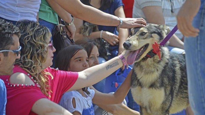 Uno de los perros en el desfile solidario