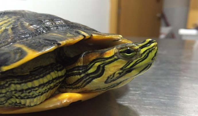 Una tortuga de Florida, retirada en Badajoz