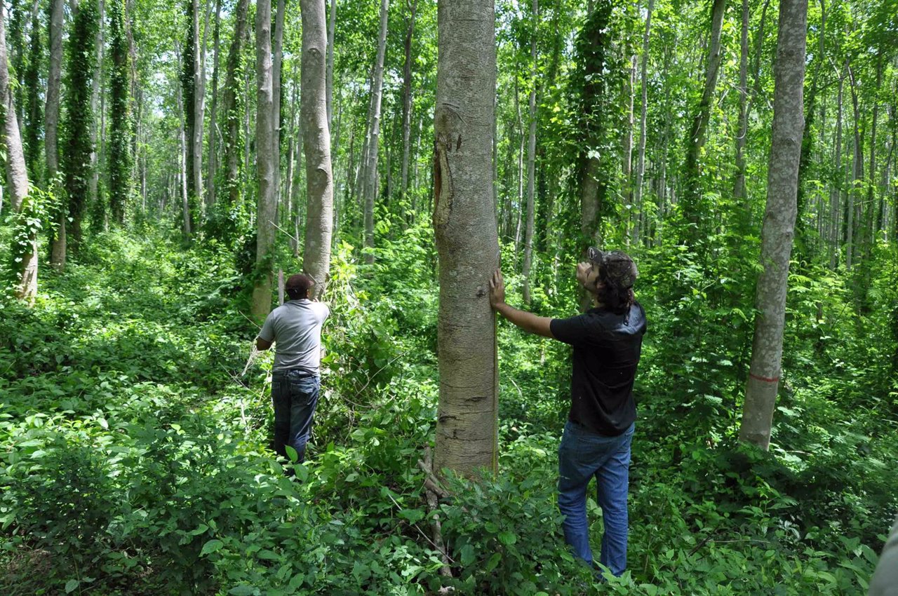 Bosque reforestado por Faber-Castell en Colombia