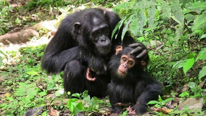 Chimpancés