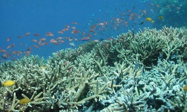 Arrecife de coral