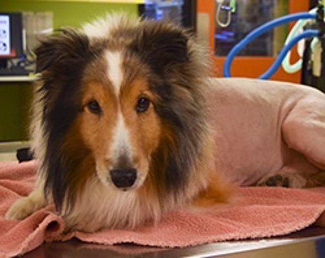 Ollie salvado por una estudiante de veterinaria antes de ser sacrificado 