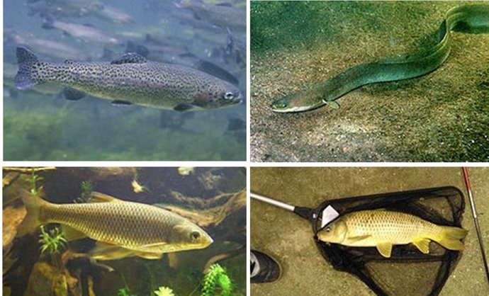 Investigación ecosistemas de embalses