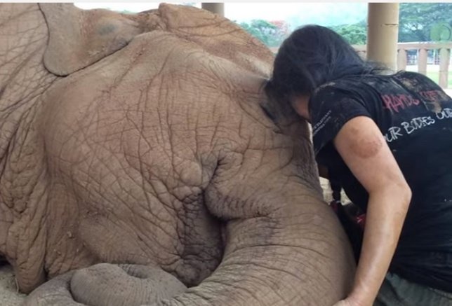 Una nana de su cuidadora es capaz de dormir a este elefante