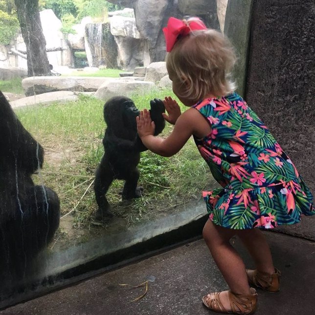 Un gorila de 5 meses protagoniza un tierno momento con una niña