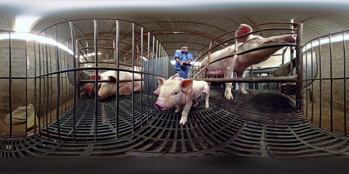 Granja de cerdos en el documental 'Factory farm' de Igualdad Animal