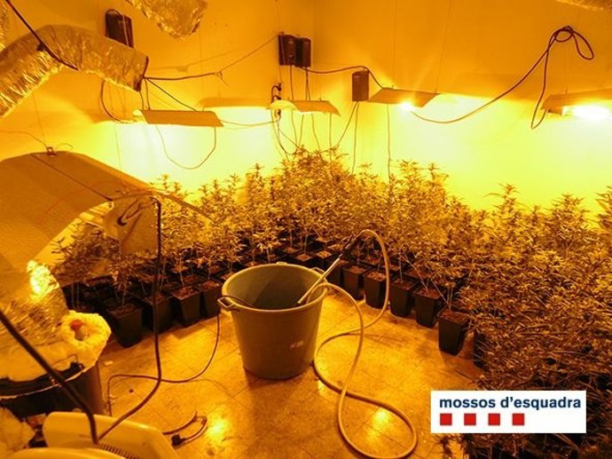 Tres detenidos en dos operaciones donde se incautaron 2271 plantas de marihuana 