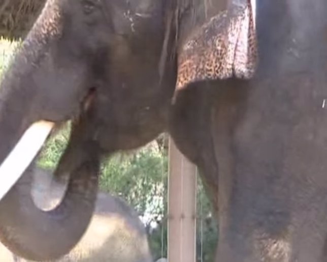 Koshik, el elefante que imita la voz humana 'hablando' coreano