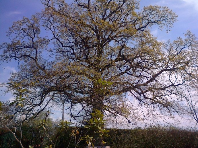 Roble, árbol, primavera