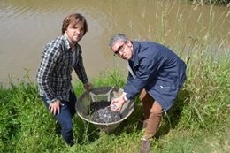 Liberan 156.000 anguilas para repoblar los ríos Llobregat, Ter y Ebro