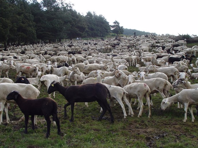 Rebaño de ovejas en Aran