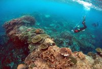 Australia excluye la Gran Barrera de Coral del informe de la UNESCO sobre turismo y cambio climático