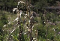 Casi 3 millones de personas necesitan ayuda alimentaria en Centroamérica por la sequía