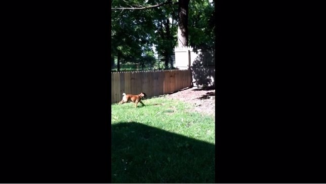 Un perro salta la valla recién cosntruida por su dueño