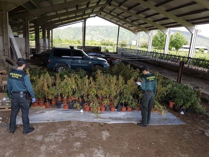 Invernadero con marihuana en Basaburua.
