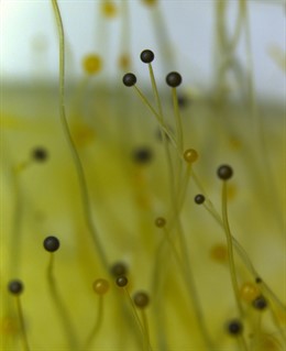 La Genómica Y Los Sentidos De Los Hongos (Con Imagen)