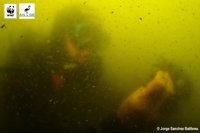 ANSE y WWF denuncian la "enorme sopa verde" en la que se ha convertido el Mar Menor