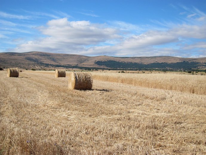 Campo, Cultivo, Cosecha, Cereales