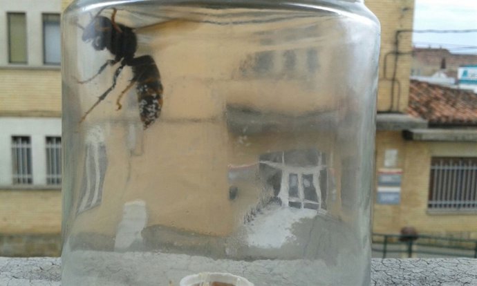 Ejemplar de avispa asiática