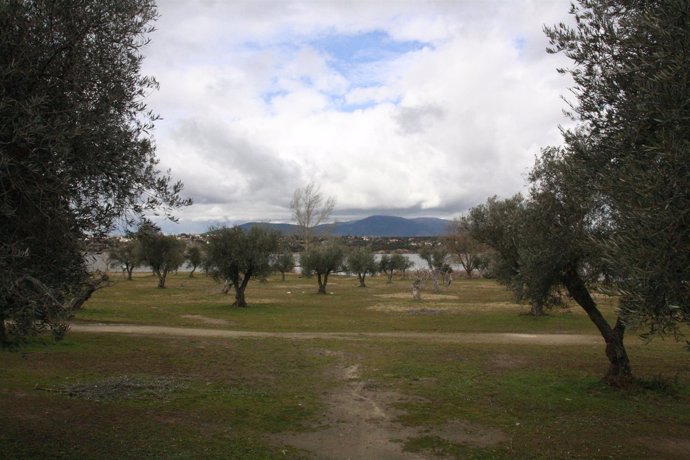 Pantano de Cazalegas,Nubes, Arboles